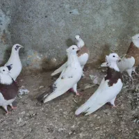 کبوتر|پرنده|بندر انزلی, کلیور|دیوار