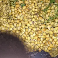 خارک و طب برحی