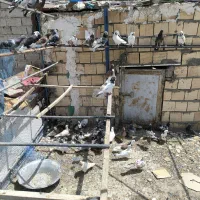 کفتر کبوتر
