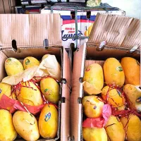 انبه گوشتی پاکستان درجه یک