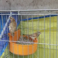 پرنده|پرنده|شوشتر, |دیوار