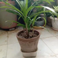 گل اشک ملکه یا برگ موزی