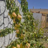 فروش باغ با مدارک کامل
