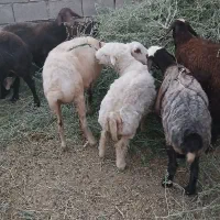 باسلام