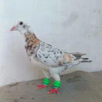 کفتر|پرنده|میان جلگه, |دیوار