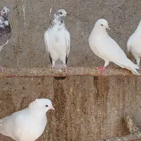کبوتر