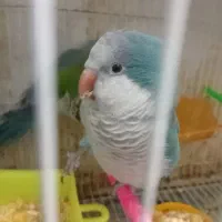 ۳عدد راهب مشکل دار