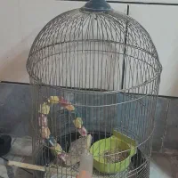 قفسه
