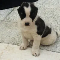 واگذاری توله افغان