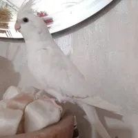 البنیو نرو ماده جفت خورده