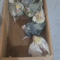جوجه عروس هلندی کوتوله مرغ عشق دستی