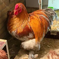 مرغ و خروس برهما نژاد (بلو) اصل