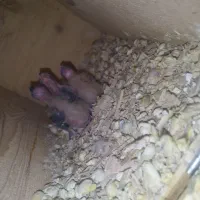 جوجه عروس هلندی سرلاکی