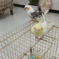 عروس هلندی