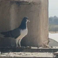 کبوتر|پرنده|اصفهان, دنارت|دیوار