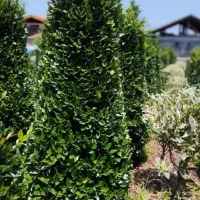 طراحی وهرس گلوگیاه