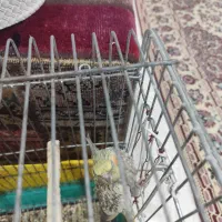 عروس هلندی ماده