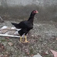 مرغ درجه یک و خروس لاری اصل