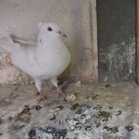 کفتر پرشی