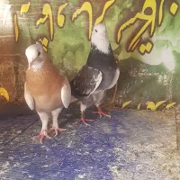 کفتر