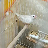 فنچ نرگسی جفت باهم ۱۲۰۰