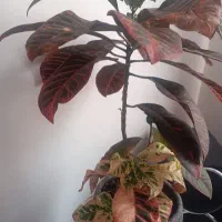 گل طبیعی