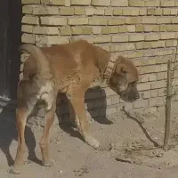 سگ سرابی