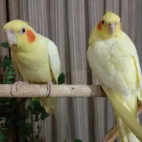 طوطی عروس هلندی لوتینو زعفرانی کینگ سایز جفت