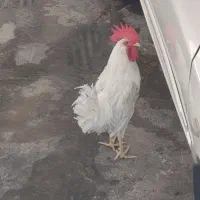 فروش خروس