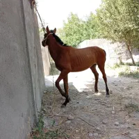 کره اسب نریان 11ماه کرد