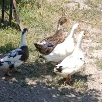 سه جفت اردک محلی
