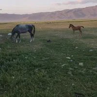 مادیون دره شوری