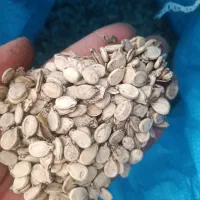 ۷۰۰کیلو تخمک هندوانه امسال درجه یک