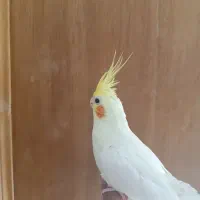 جوجه عروس هلندی