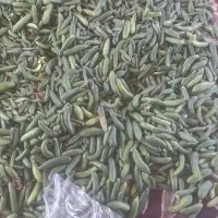 خیار سبز محلی
