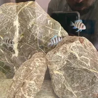 ۶عددفرانتوزا