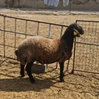 بره قوچ هترو پلاک ۵۴۰
