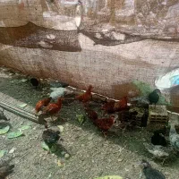 نوچه رسمی واکسن خورده