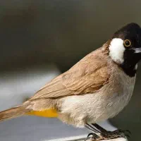 دو عدد پرنده خوش اواز