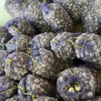 سیر|عمده‌فروشی|پارس‌آباد, |دیوار