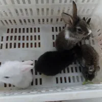بچه خرگوش