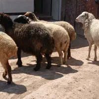 حمیدیه مسیر خسرج روستای علاونه
