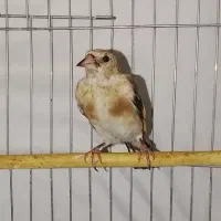 سهره نر