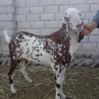 بزنر