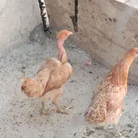 بارنی اول تخم