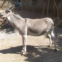 الاغ|حیوانات مزرعه|خرم‌آباد, |دیوار