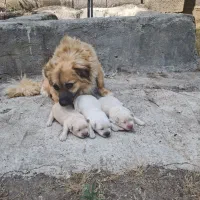 پامر روباهی