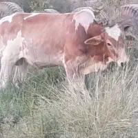 گوساله نر شوش