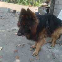 سگ ژرمن شولاین