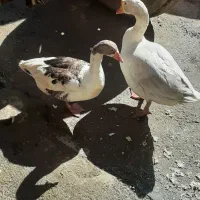 فروش غوغازنر وغازماده تخم گذار